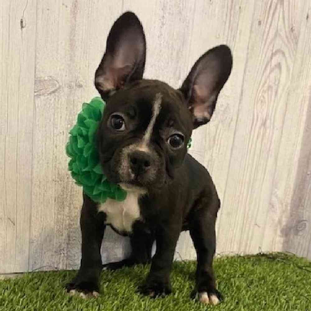 Female Froston Puppy for sale