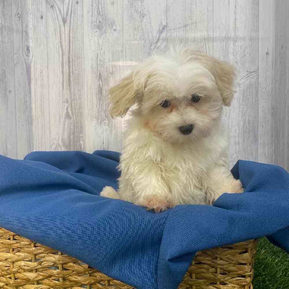 Male Malti-Poo Puppy for Sale in Saugus, MA