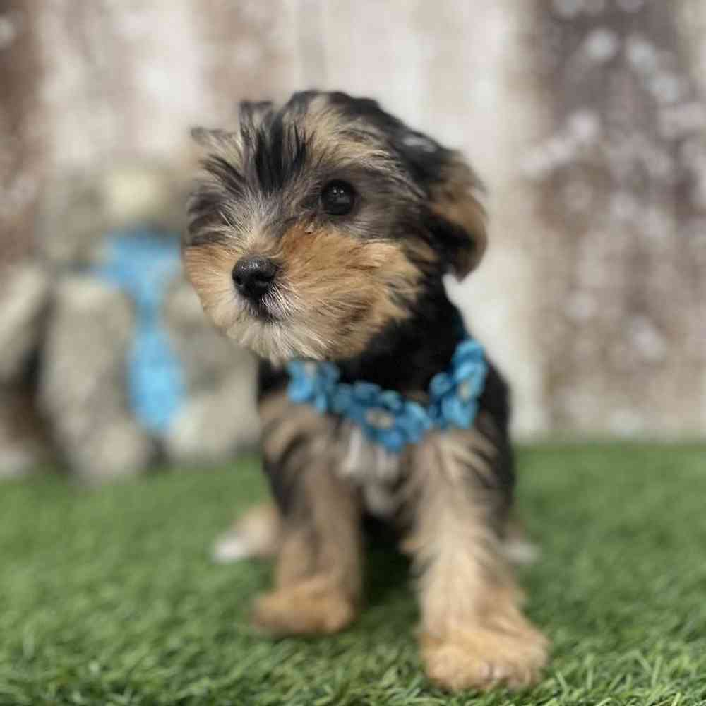 Female Yorkshire Terrier Puppy for Sale in Braintree, MA