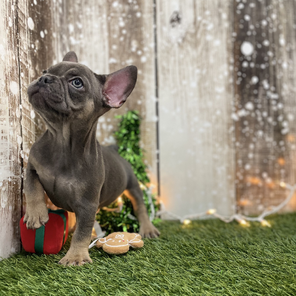 Female French Bulldog Puppy for Sale in Braintree, MA