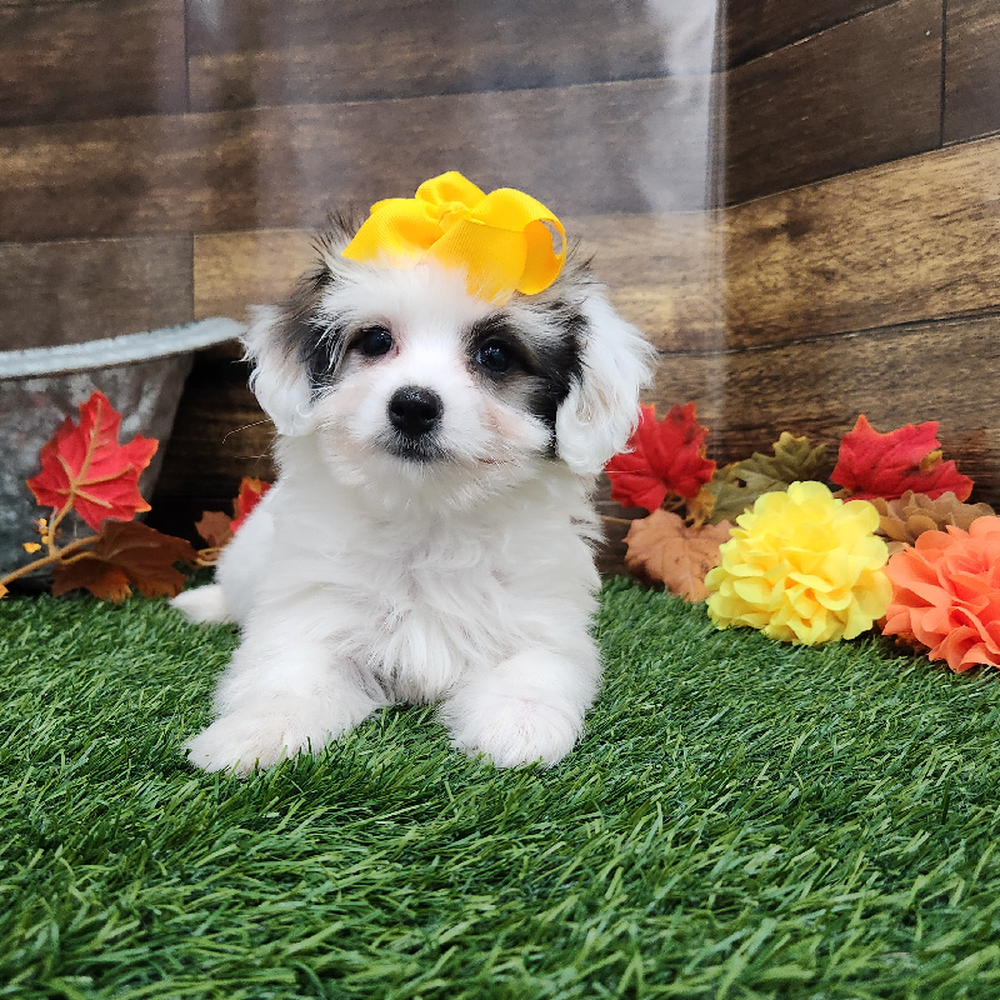 Female Coton De Tulear Puppy for Sale in Braintree, MA