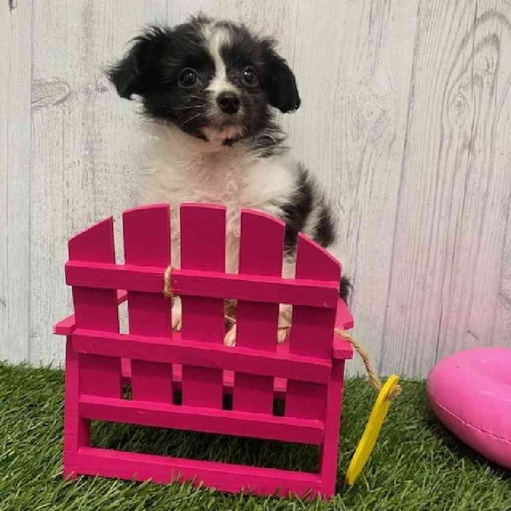 Male Mini Aussiedoodle Puppy for Sale in Braintree, MA