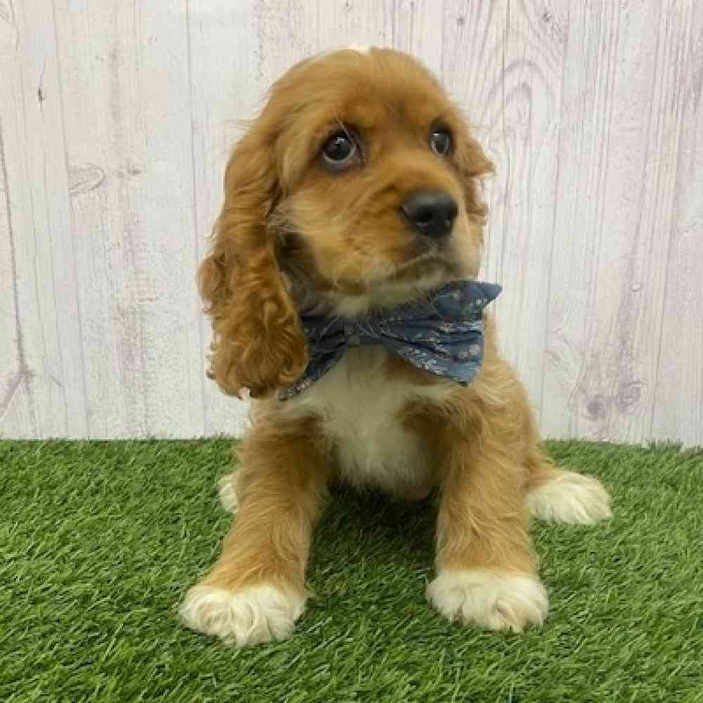 Male Cocker Spaniel Puppy for Sale in Braintree, MA