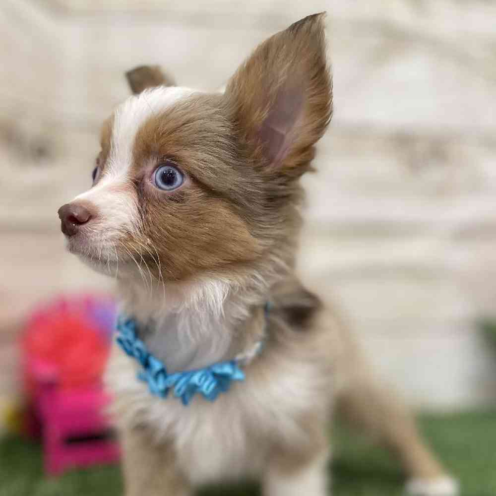 Female Toy Australian Shepherd Puppy for Sale in Braintree, MA