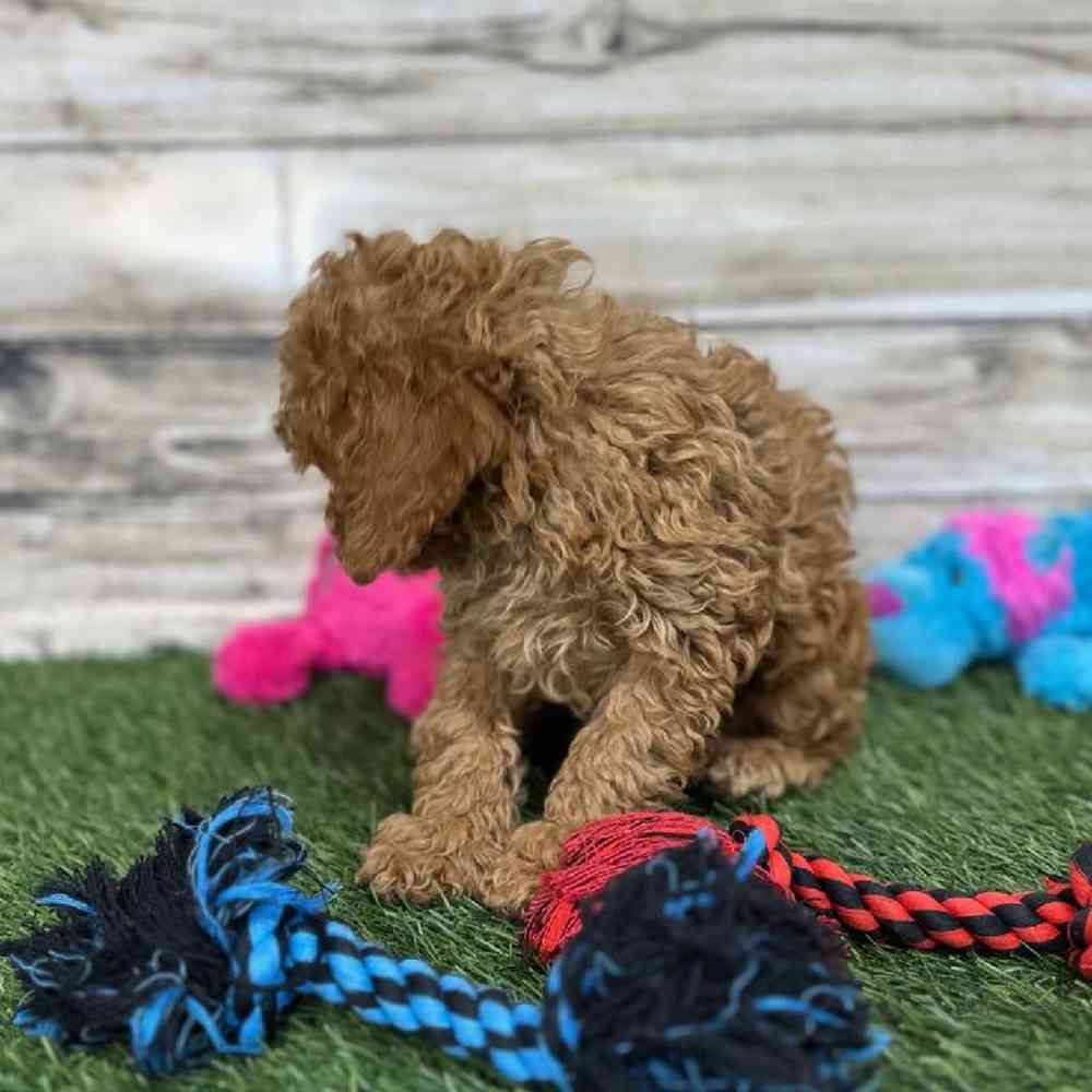 Female Mini Labradoodle 2nd Gen Puppy for Sale in Saugus, MA