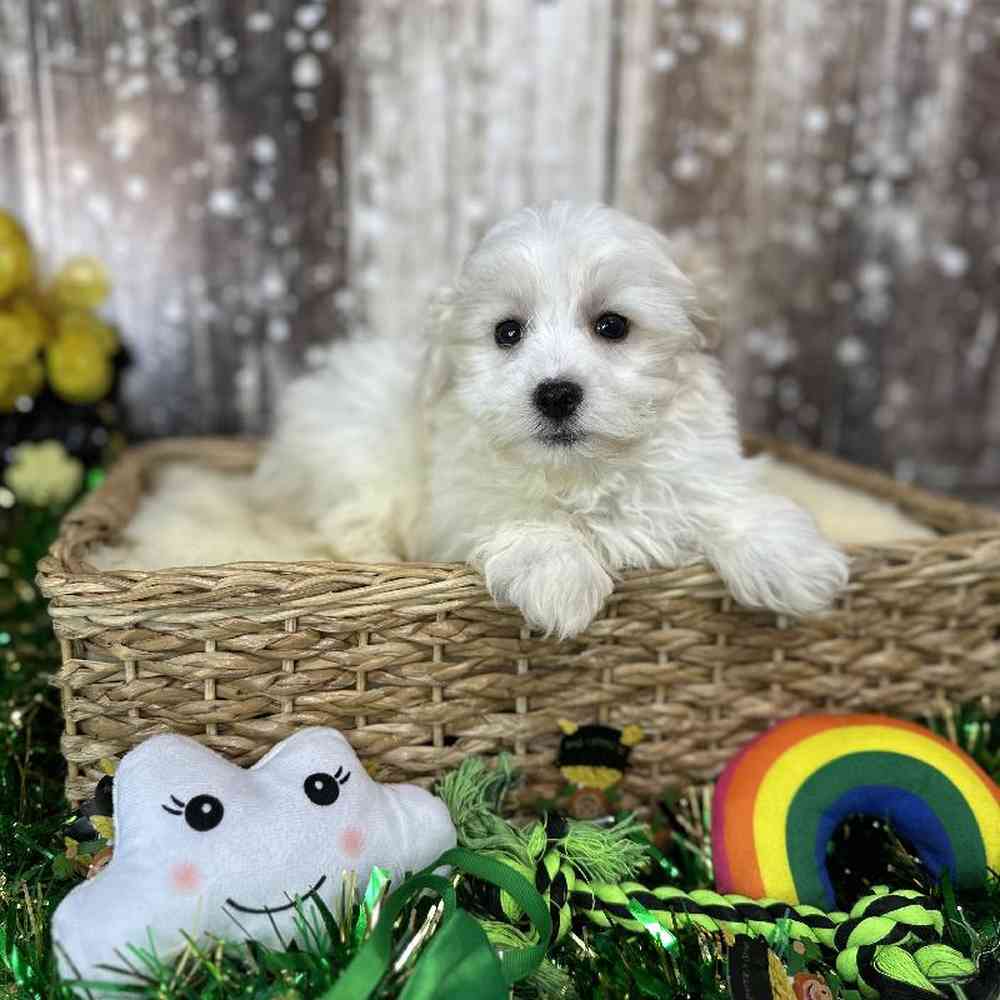 Male Malti-Poo Puppy for Sale in Saugus, MA