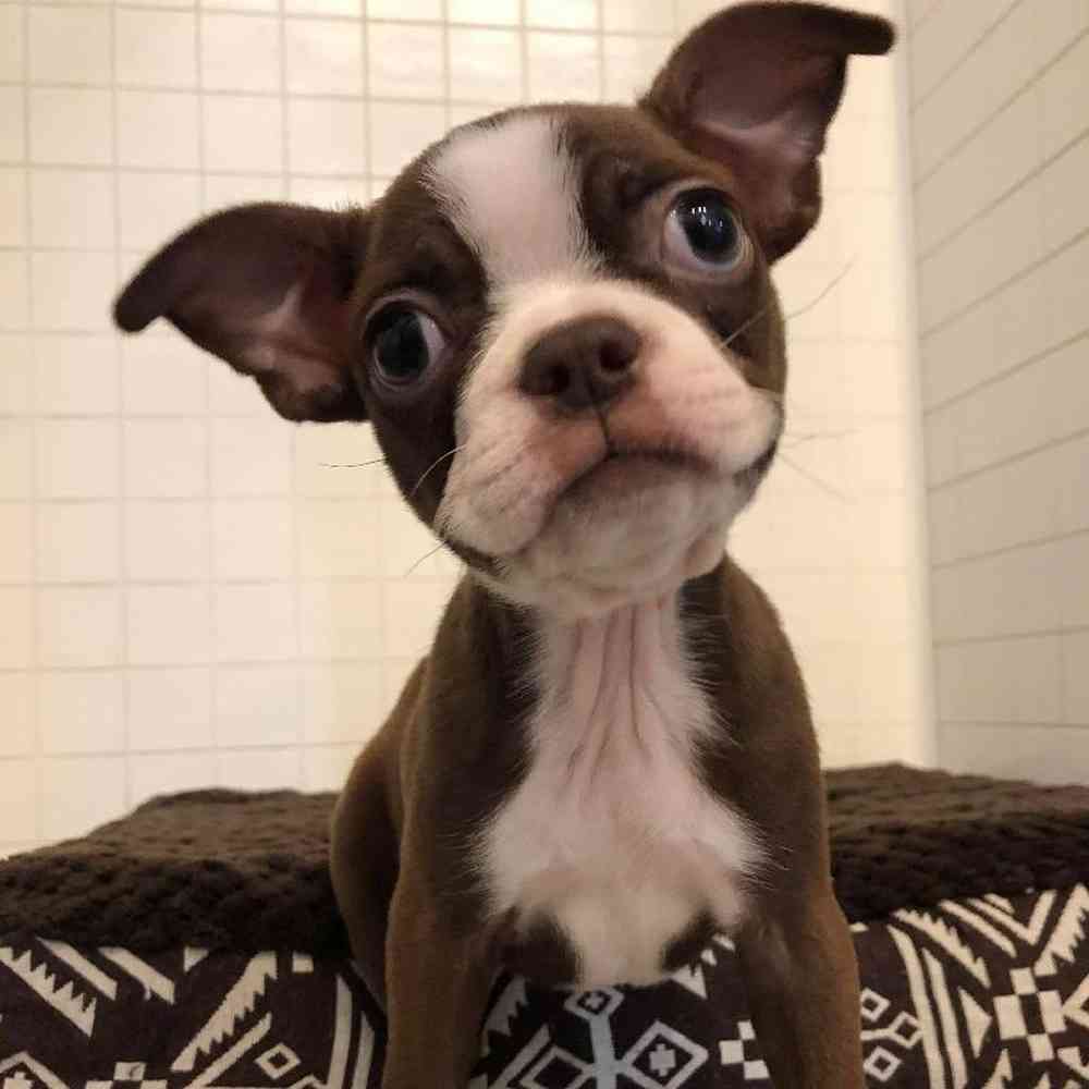 Female Boston Terrier Puppy for sale