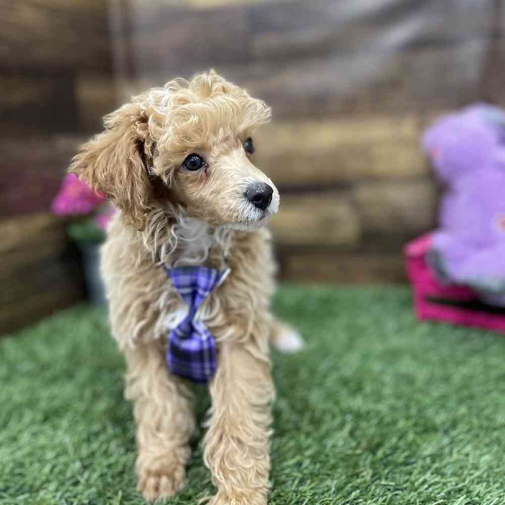 Male Poodle Toy Puppy for Sale in Braintree, MA