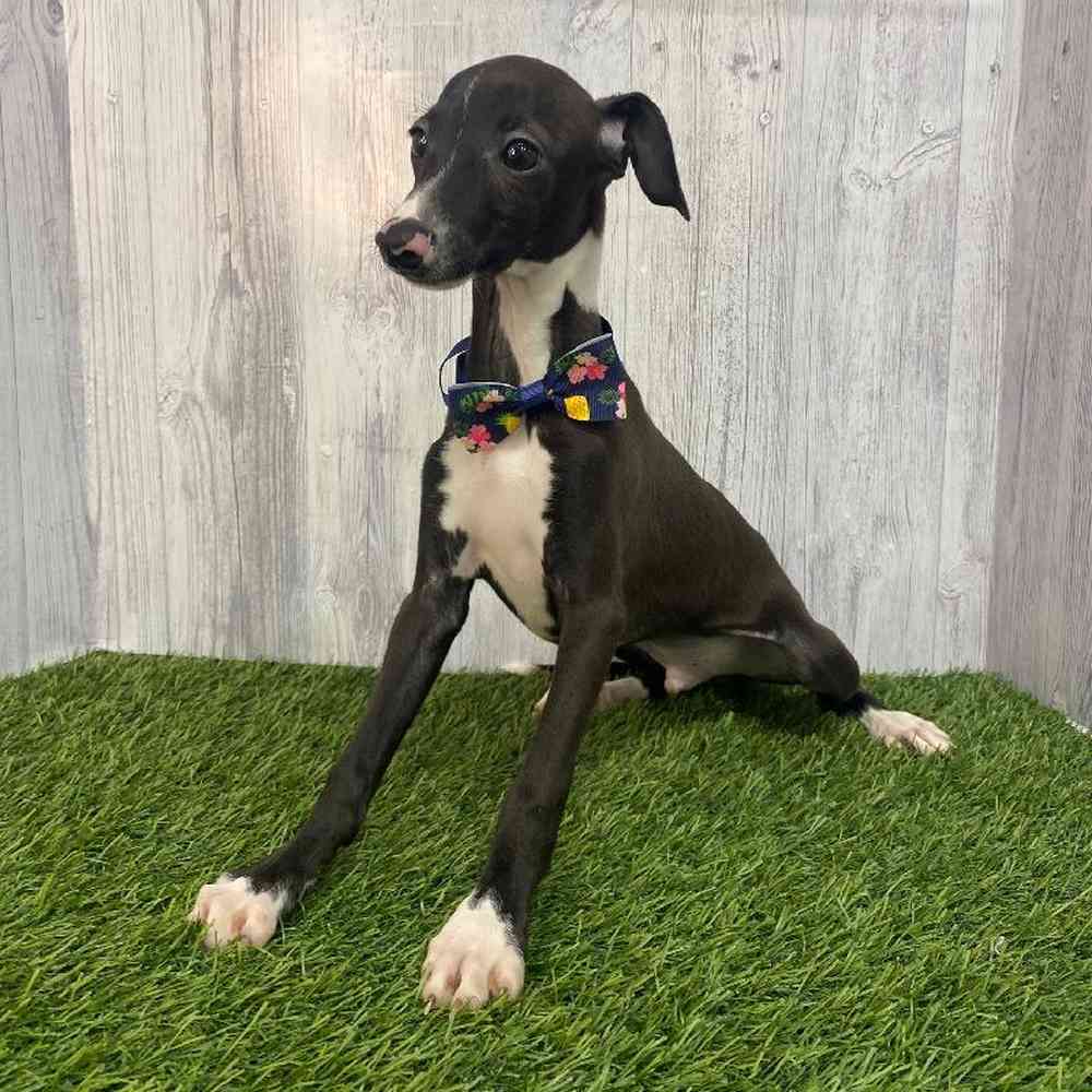 Male Italian Greyhound Puppy for Sale in Saugus, MA