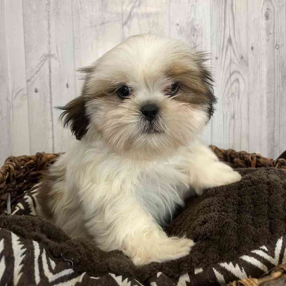 Male Shih Tzu Puppy for Sale in Saugus, MA