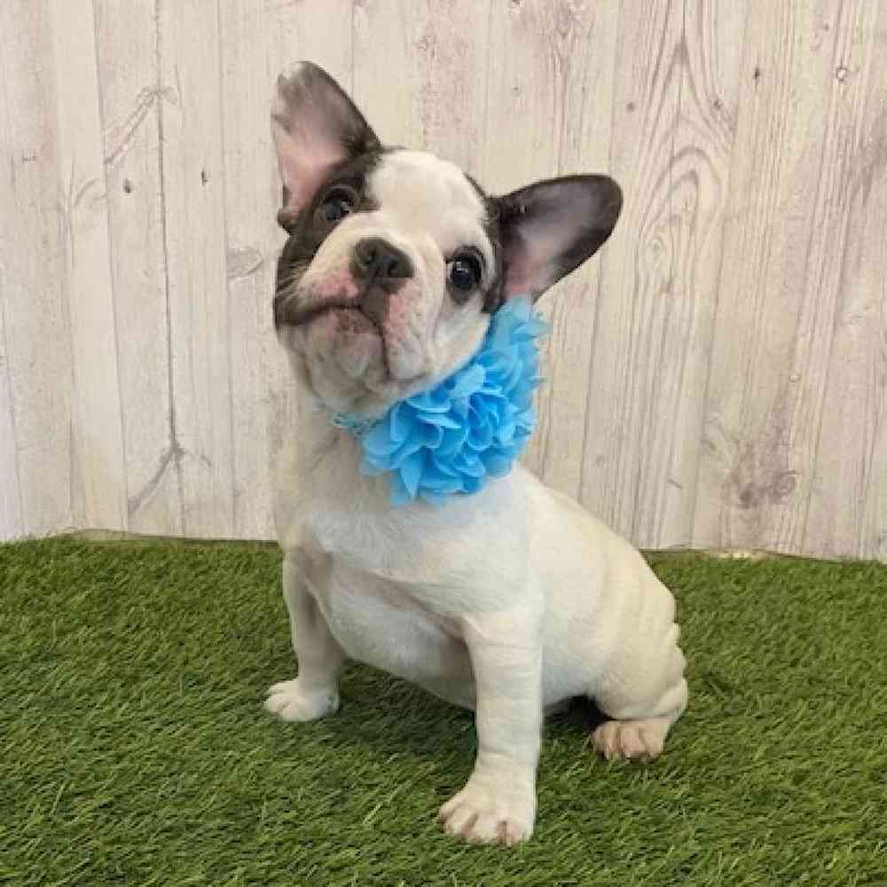 Female French Bulldog Puppy for Sale in Saugus, MA