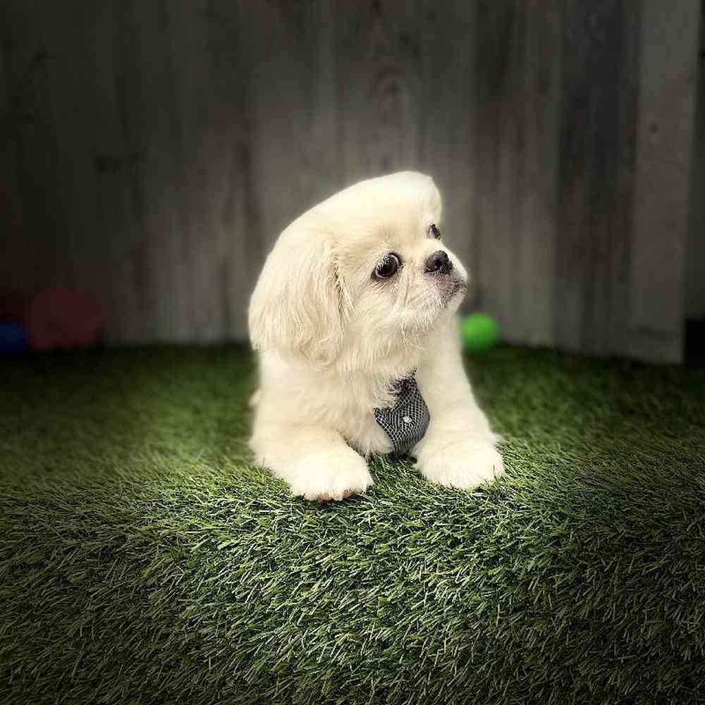 Male Pekingese Puppy for sale