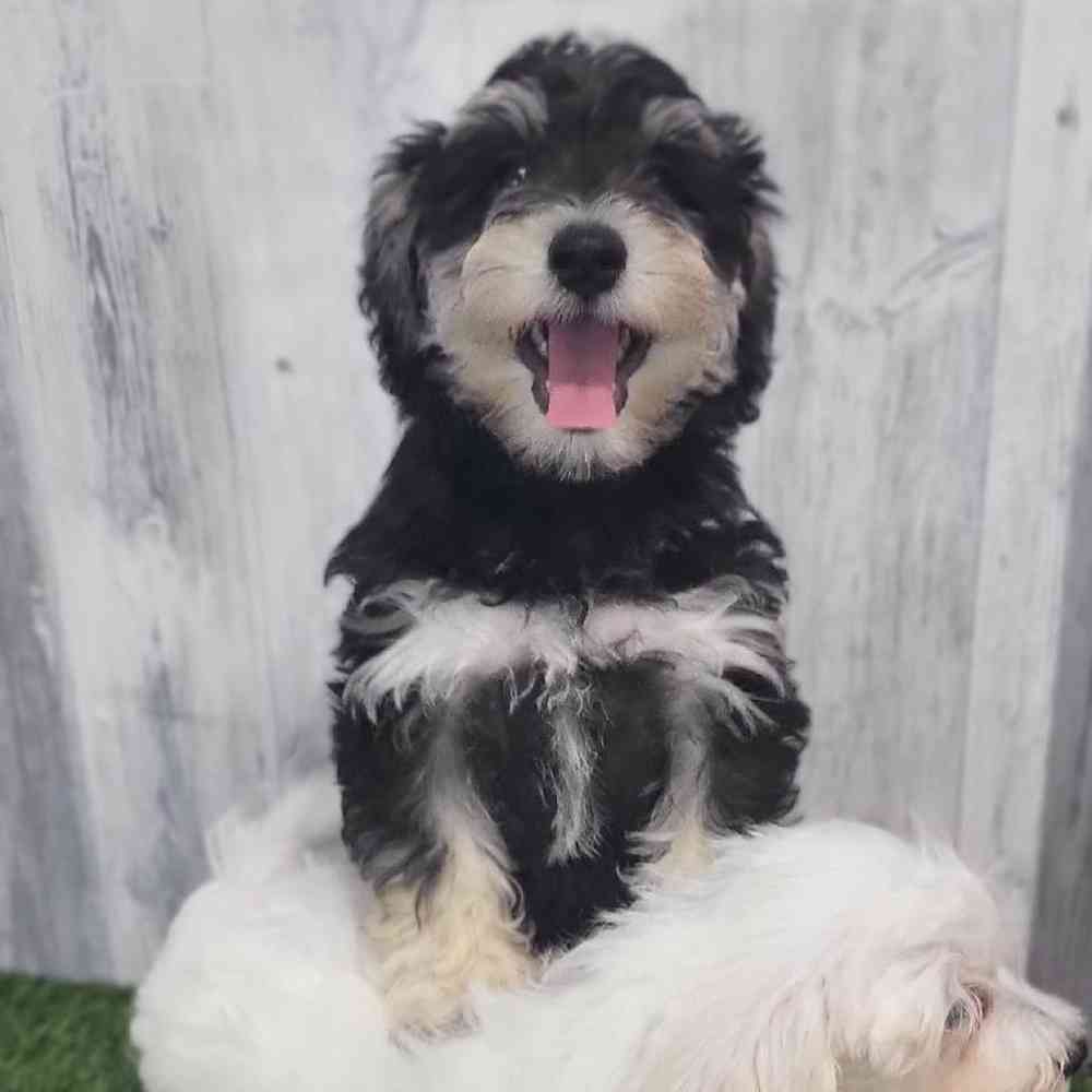 Male Chonzer (Bichon/Min Schnauzer) Puppy for Sale in Saugus, MA