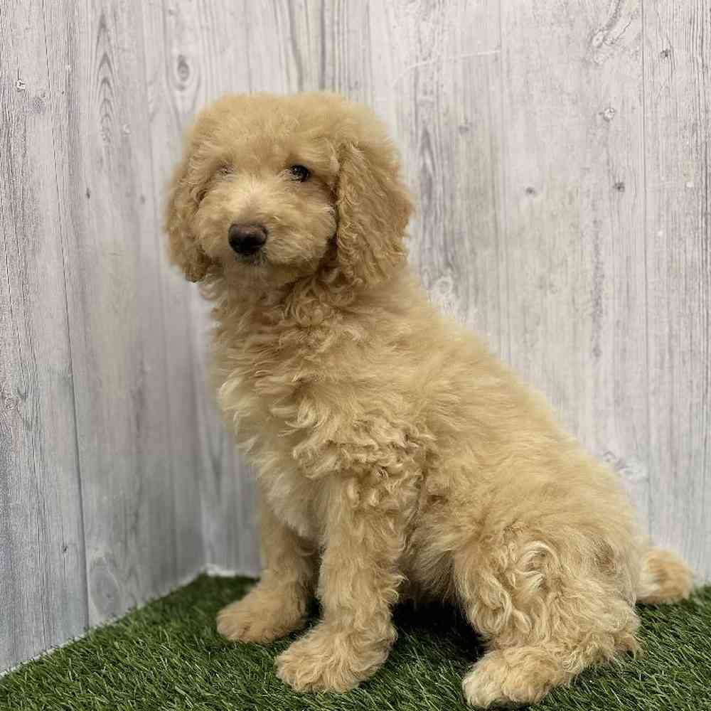 Female Mini Goldendoodle Puppy for Sale in Braintree, MA