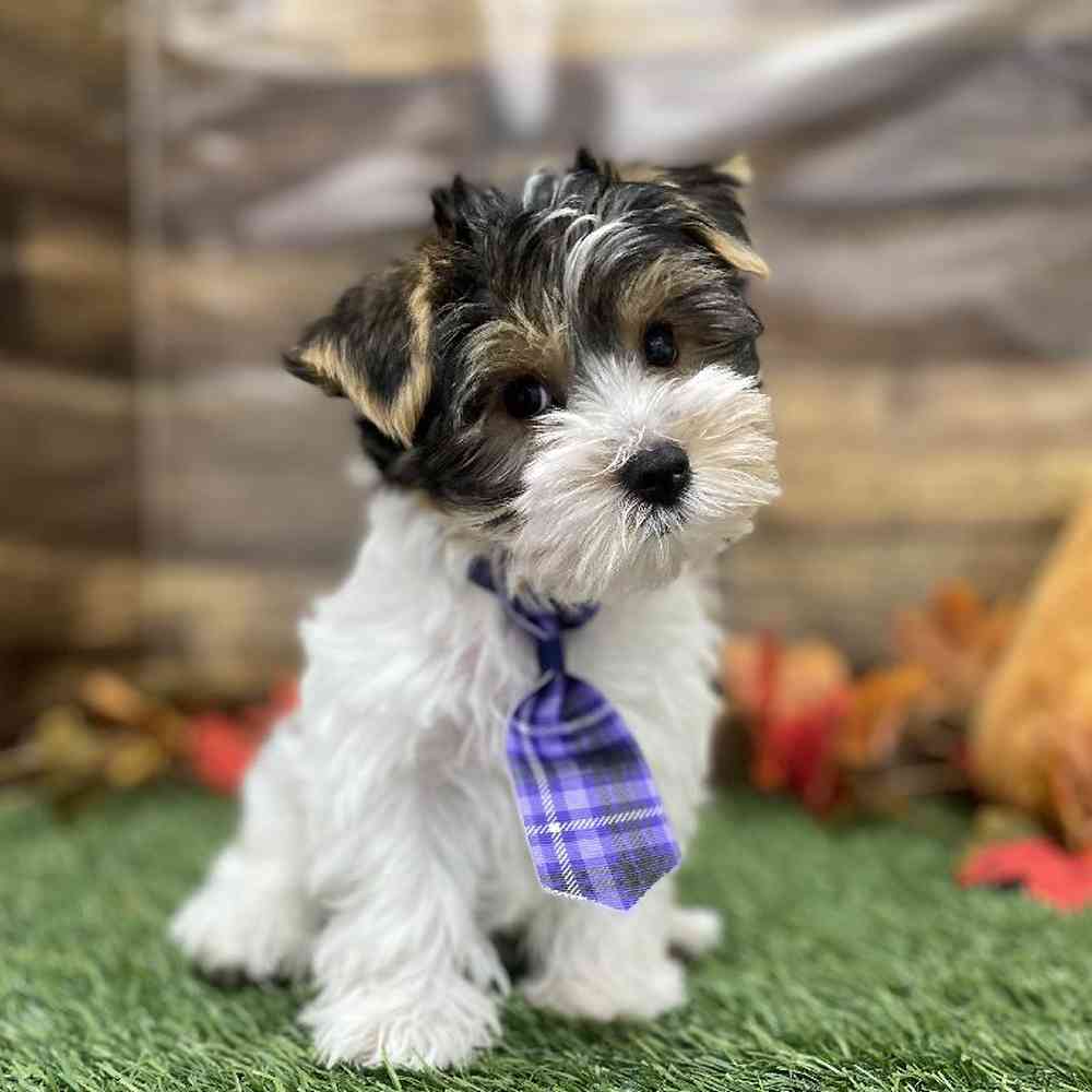 Male Yorkshire Terrier Puppy for Sale in Braintree, MA