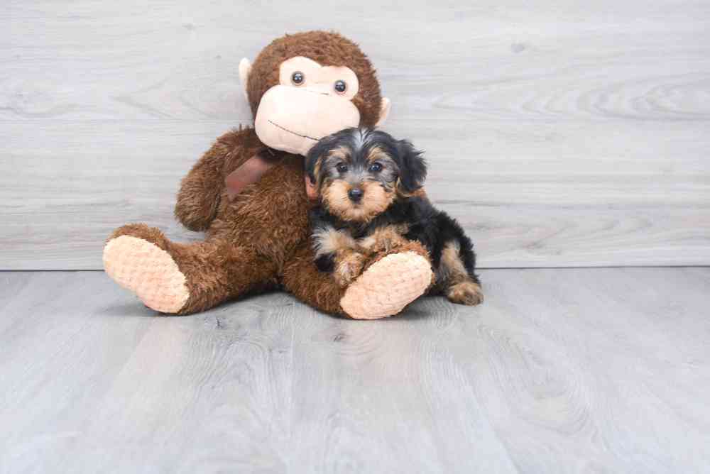 yorkshire-terrier-diddy-4167617402065081.jpg