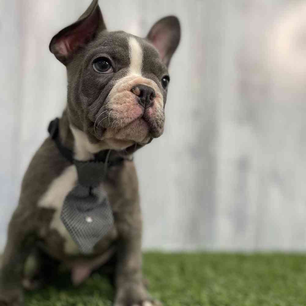 Male French Bulldog Puppy for sale