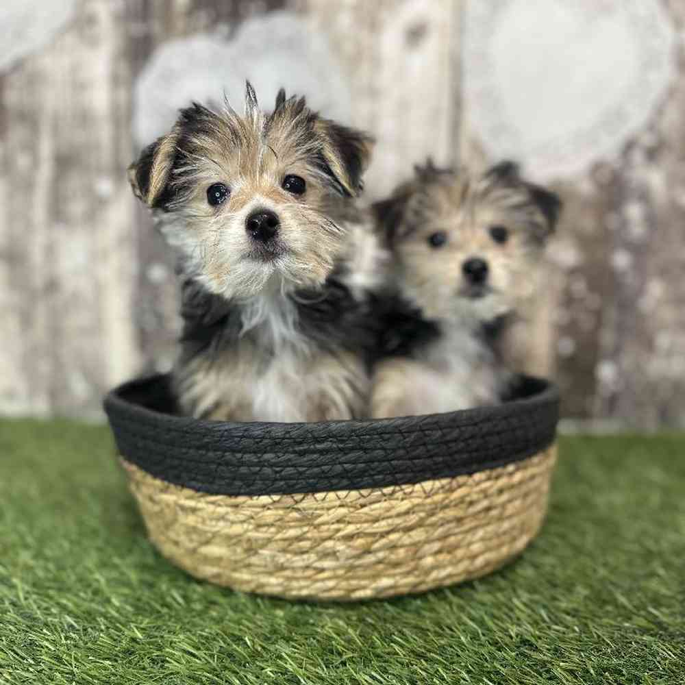 Male Morkie Puppy for Sale in Saugus, MA