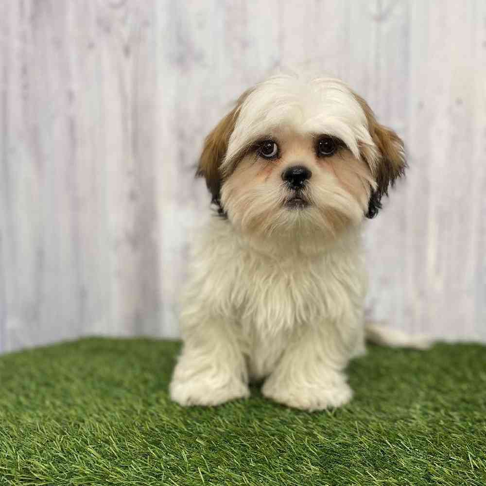 Male Shih Tzu Puppy for Sale in Saugus, MA