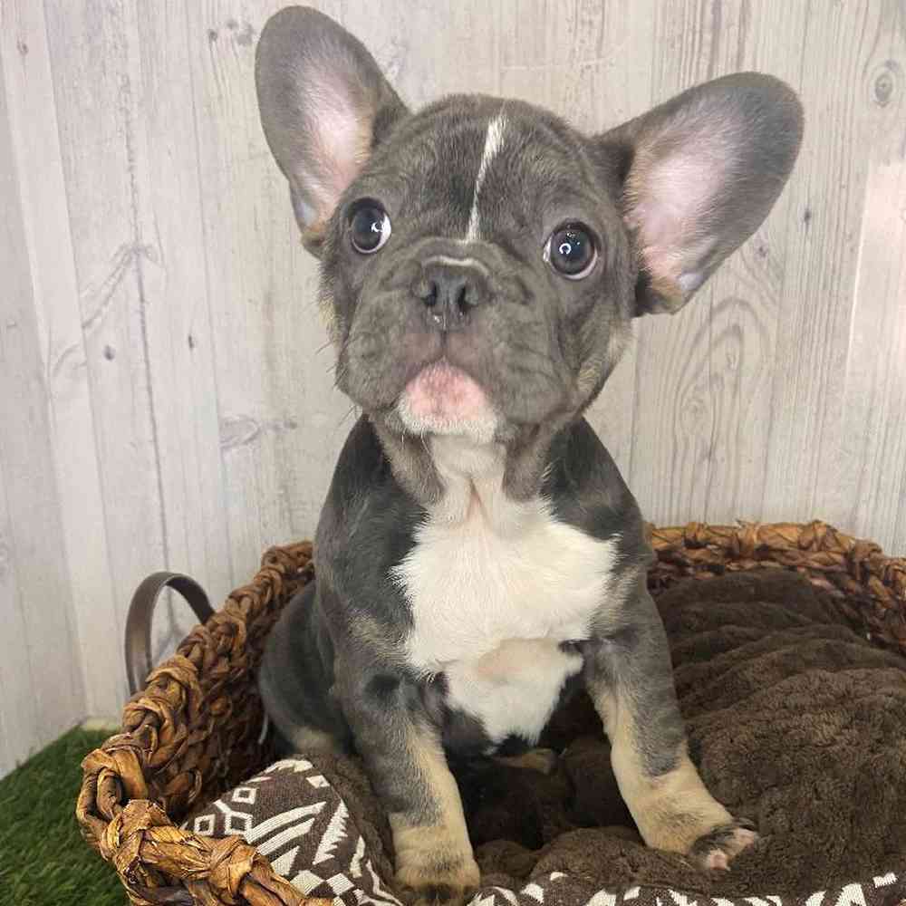 Female French Bulldog Puppy for Sale in Saugus, MA