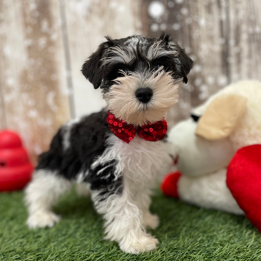 Male Miniature Schnauzer Puppy for Sale in Braintree, MA