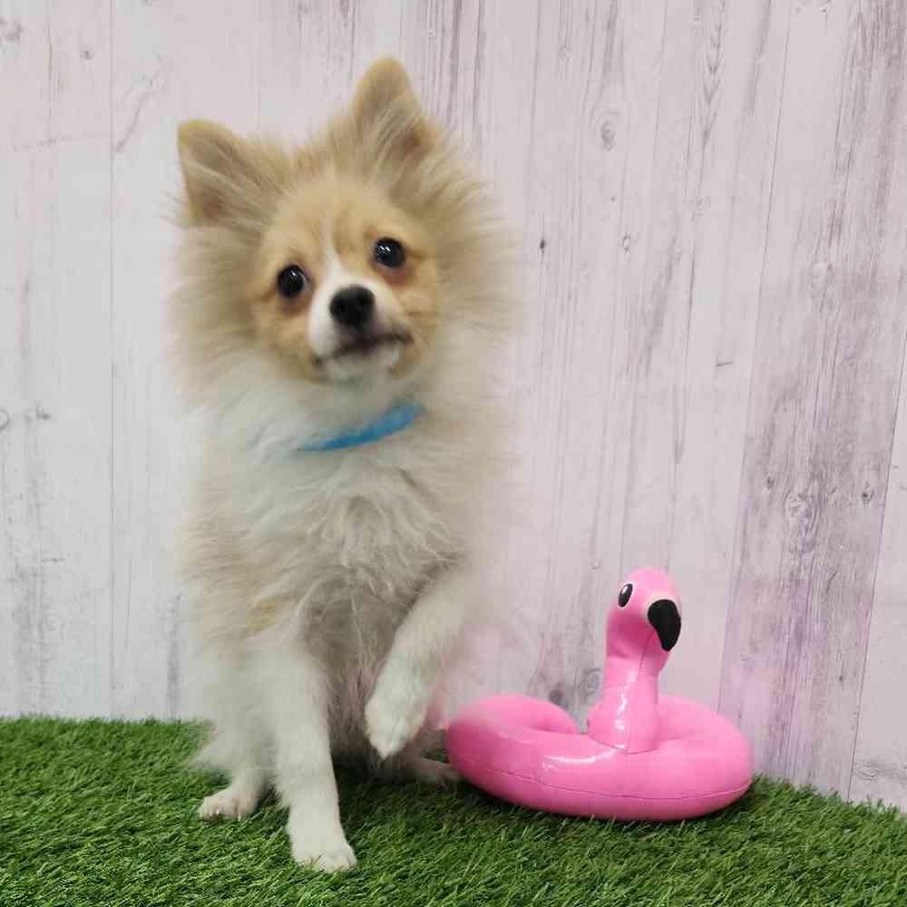 Male Pomeranian Puppy for Sale in Braintree, MA