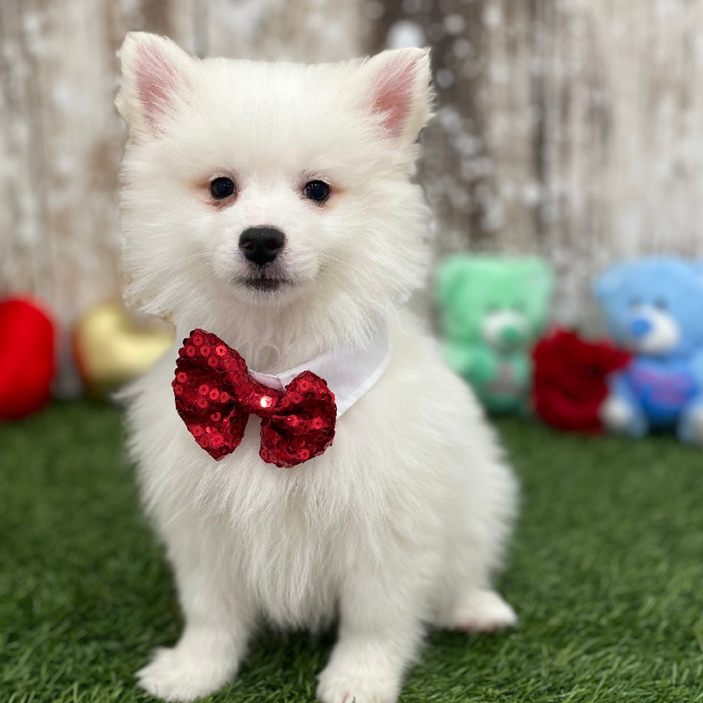 Male American Eskimo Puppy for Sale in Braintree, MA