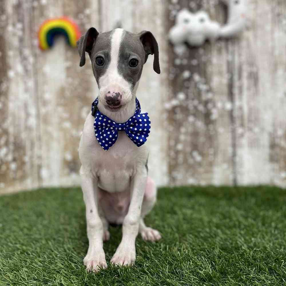 Male Italian Greyhound Puppy for Sale in Braintree, MA