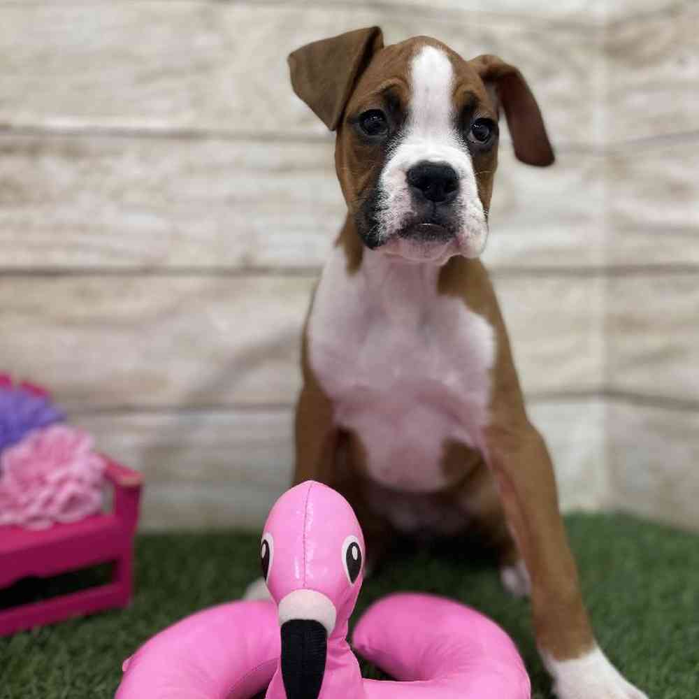 Female Boxer Puppy for Sale in Braintree, MA