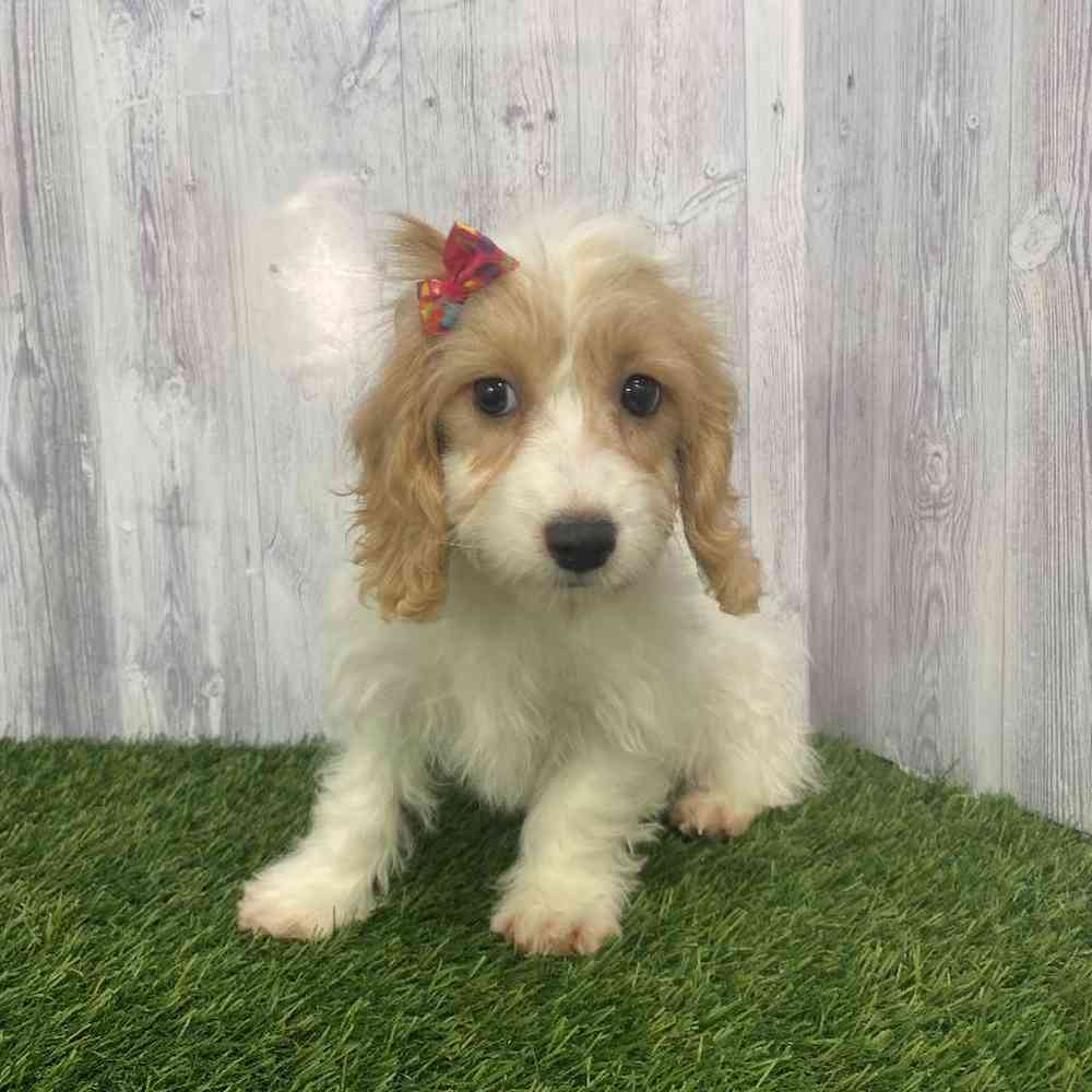 Female Cockapoo Puppy for Sale in Saugus, MA