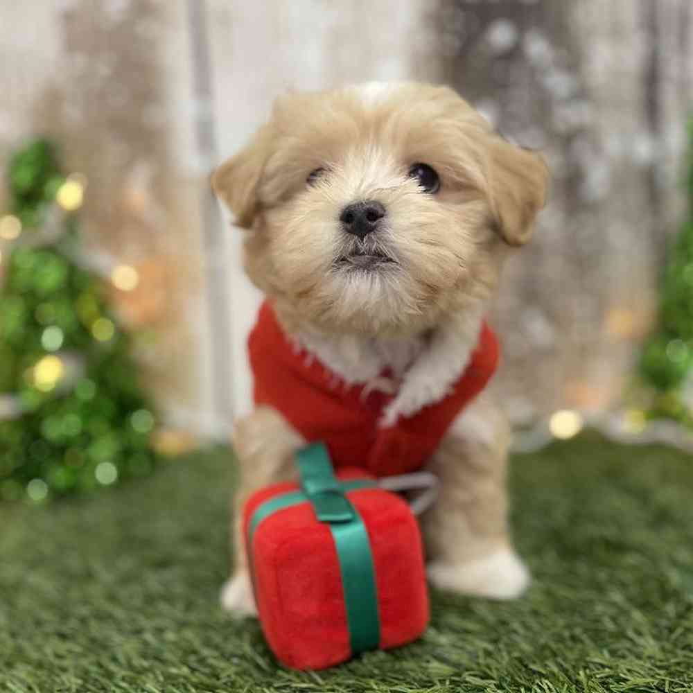 Male Malti-Poo Puppy for Sale in Braintree, MA