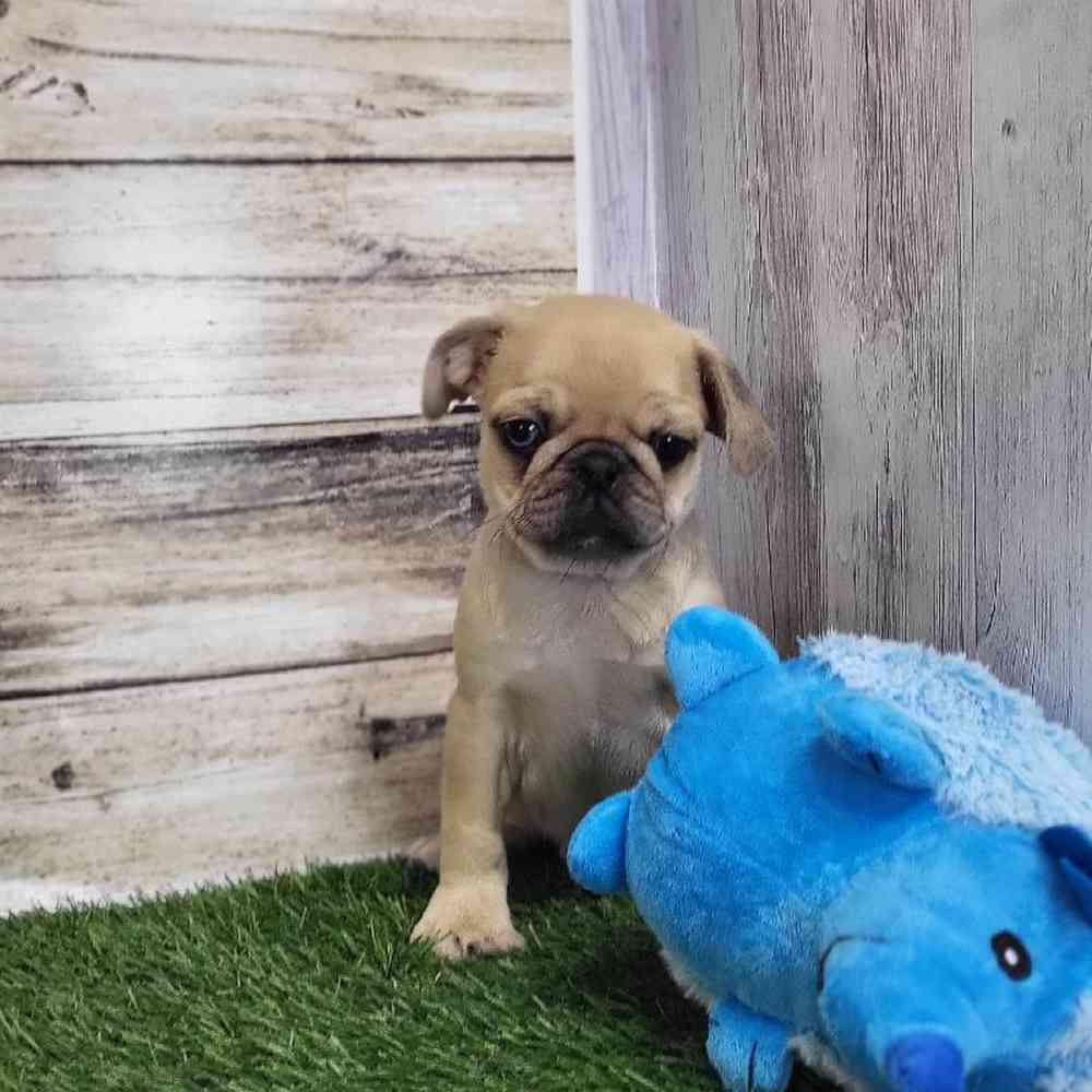 Male Pug Puppy for Sale in Saugus, MA