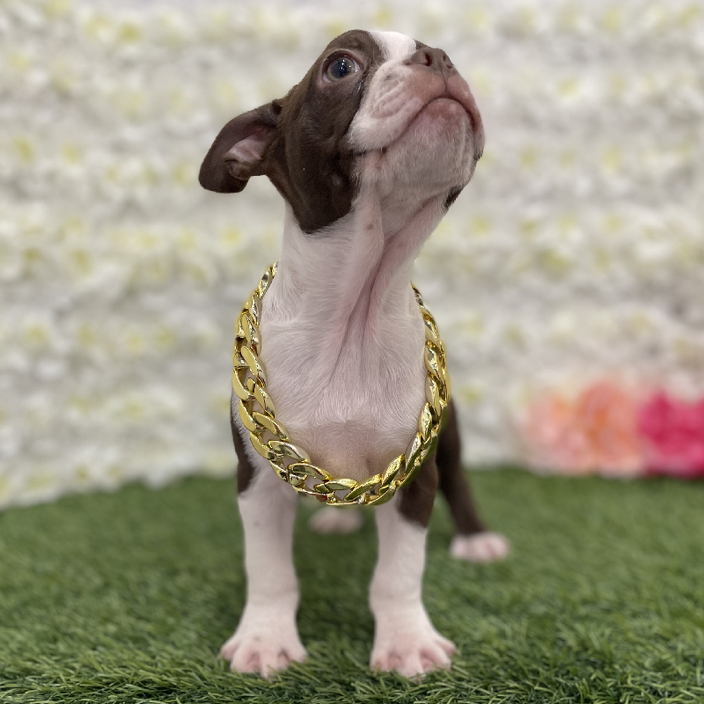 Male Boston Terrier Puppy for Sale in Braintree, MA