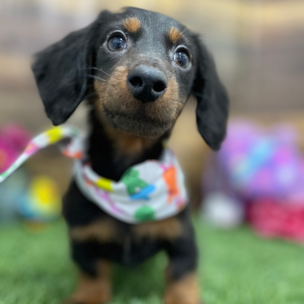 Male Dachshund Puppy for Sale in Braintree, MA