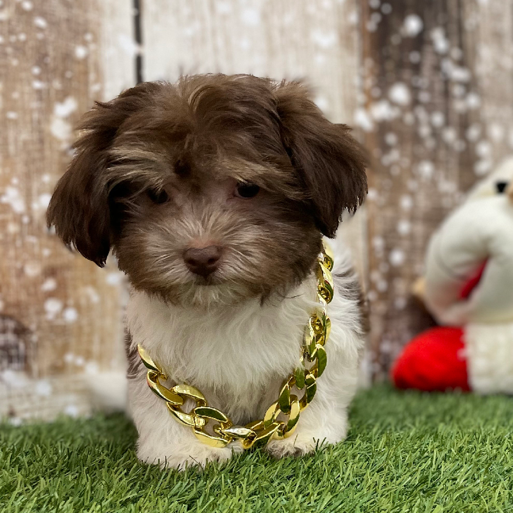Male Havanese Puppy for Sale in Braintree, MA
