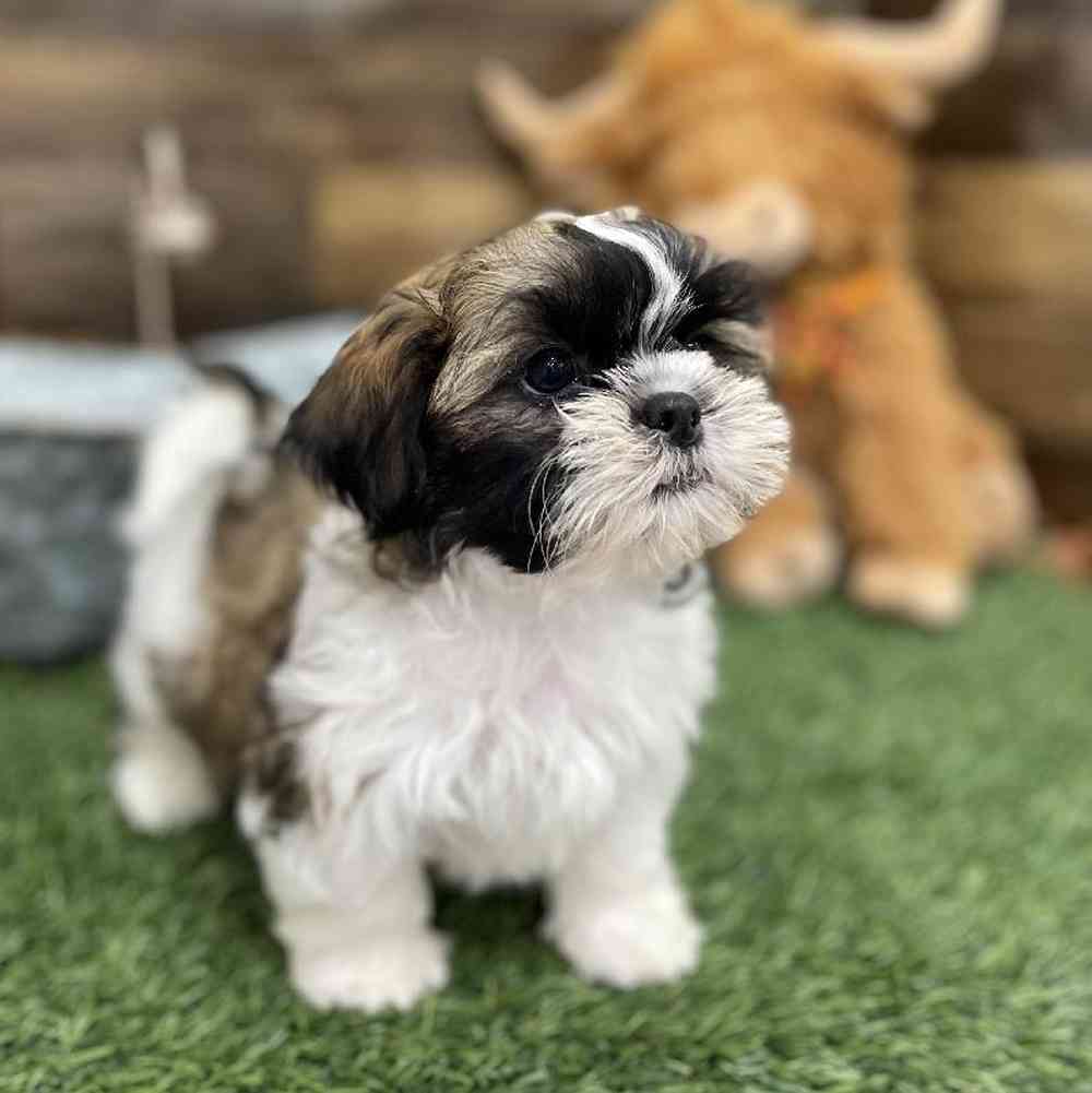 Male Shih Tzu Puppy for Sale in Braintree, MA