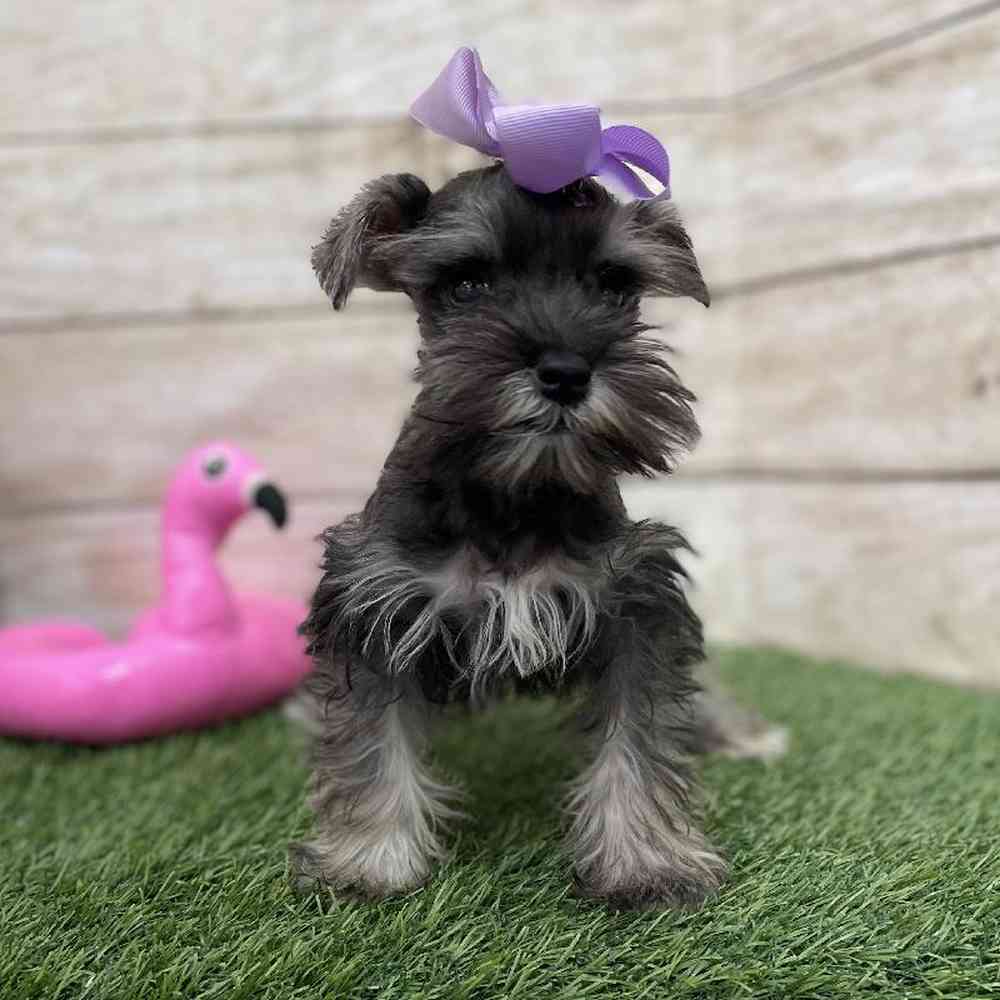 Female Miniature Schnauzer Puppy for Sale in Braintree, MA