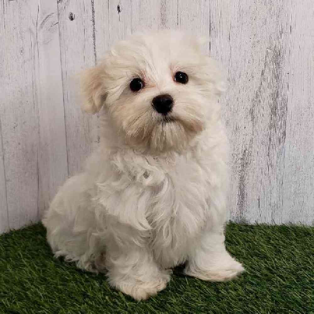Male Maltese Puppy for sale