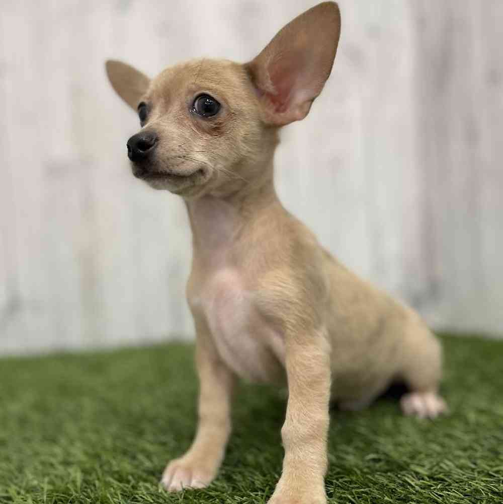 Male Chihuahua Puppy for Sale in Braintree, MA
