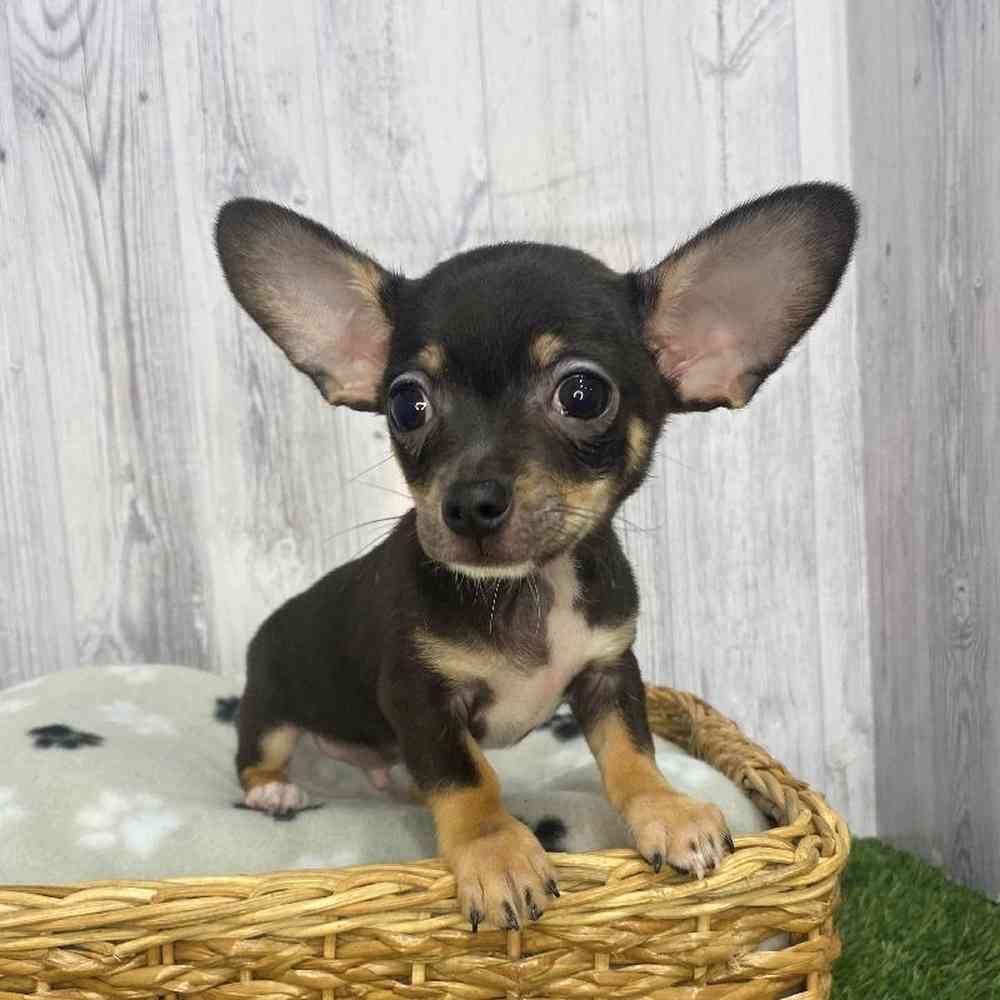 Male Chihuahua Puppy for Sale in Saugus, MA