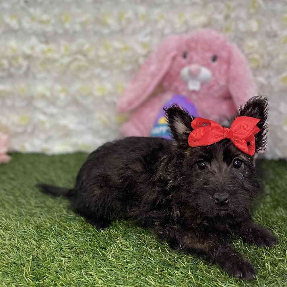 Female Cairn Terrier Puppy for Sale in Braintree, MA