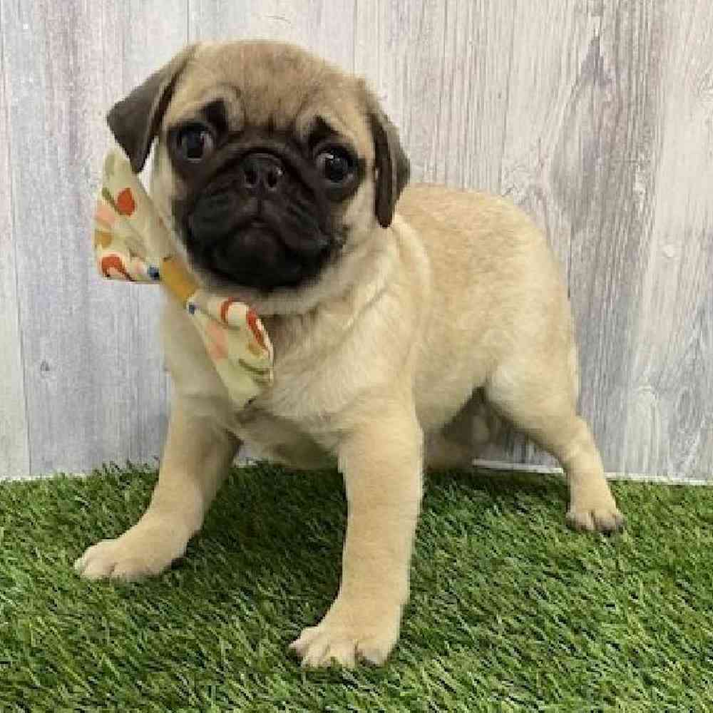 Female Pug Puppy for Sale in Braintree, MA