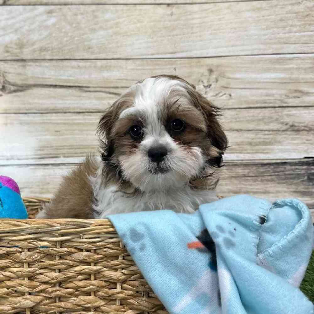 Male Teddy Bear (Zuchon) 2nd Gen Puppy for Sale in Saugus, MA