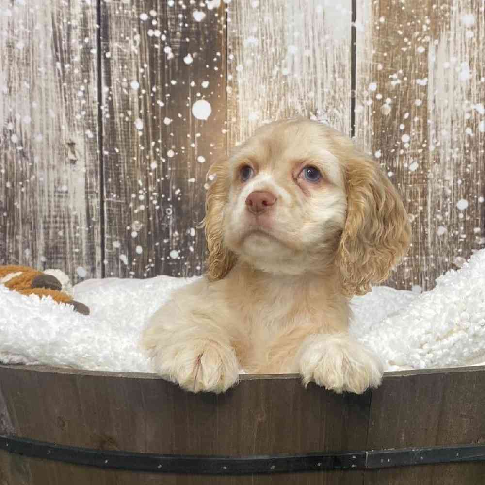 Female Cocker Spaniel Puppy for Sale in Saugus, MA