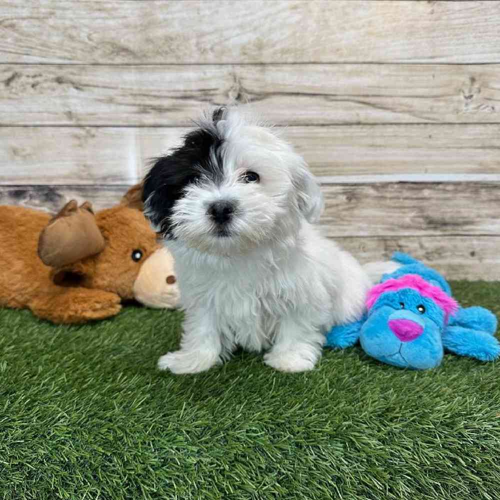 Coton De Tulear For Sale Pet Express Saugus
