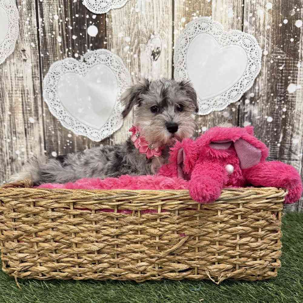 Female Miniature Schnauzer Puppy for Sale in Braintree, MA