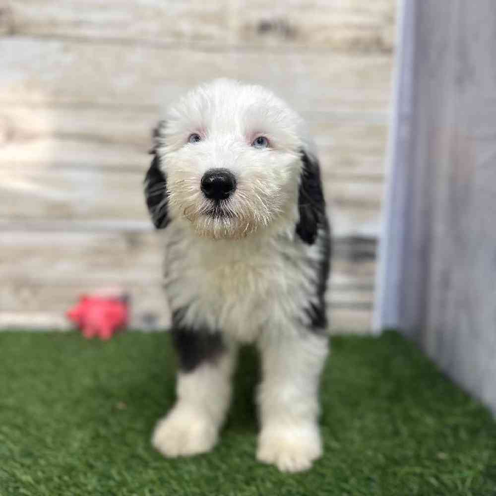 Male Old English Sheepdog Puppy for Sale in Saugus, MA