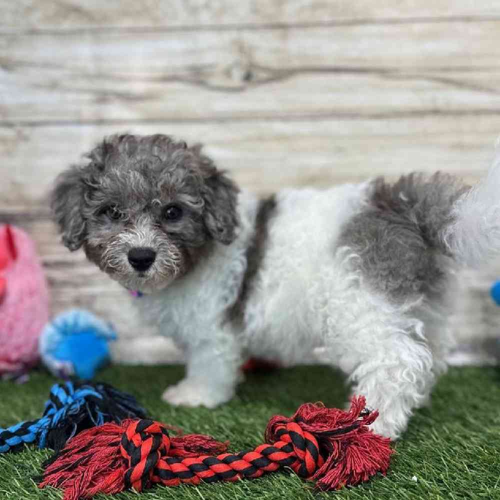 Male Bichon-Poodle Puppy for Sale in Saugus, MA