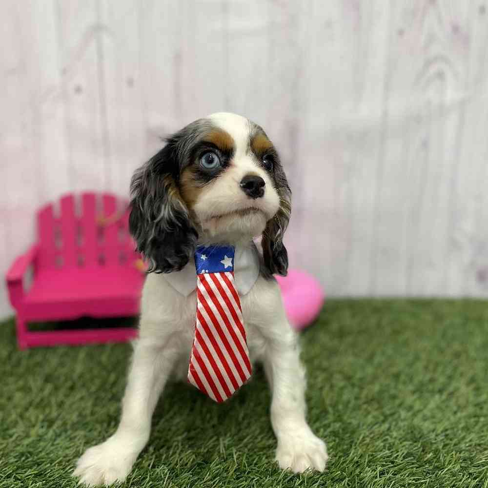 Male Cavalier King Charles Spaniel Puppy for Sale in Braintree, MA