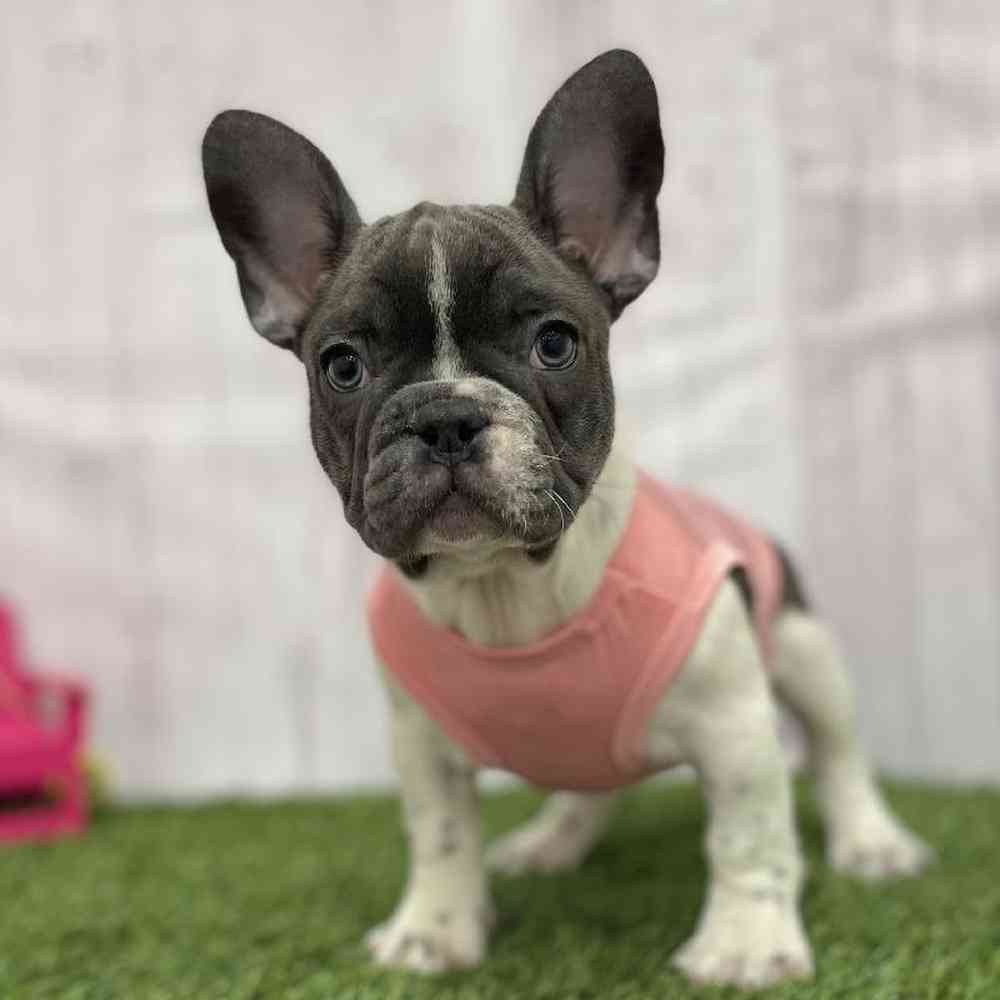 Female French Bulldog Puppy for Sale in Braintree, MA
